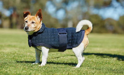 Weatherbeeta Comfitec Thermocell Dog Coat Outlet